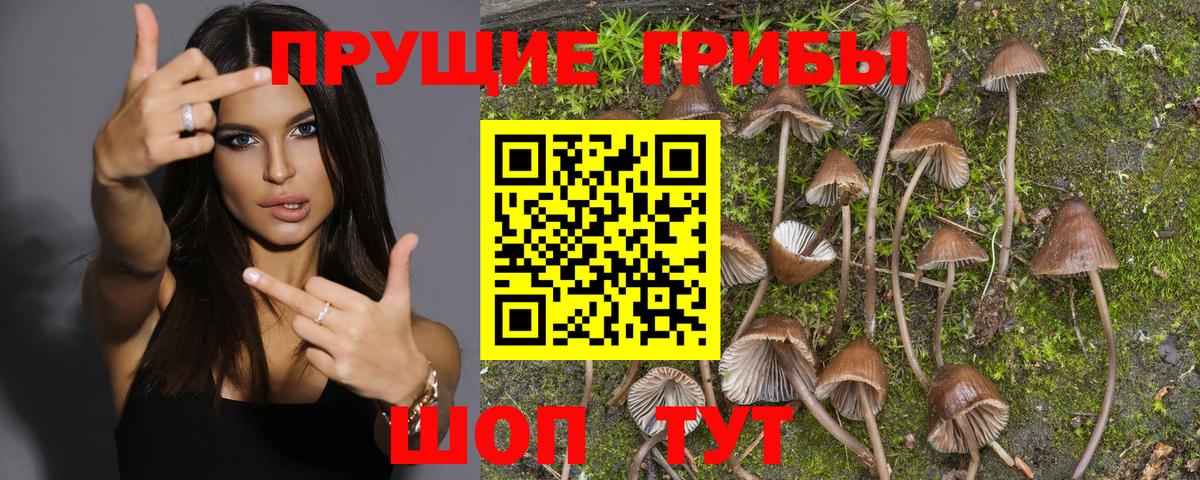 Галлюциногенные грибы Psilocybe  Вход с VPN  Александров  Галлюциногенные грибы GOLDEN TEACHER 